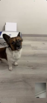 Hündin gesucht für unseren Apollo