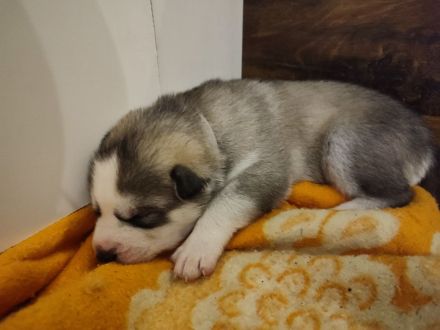 Siberian Husky Welpen
