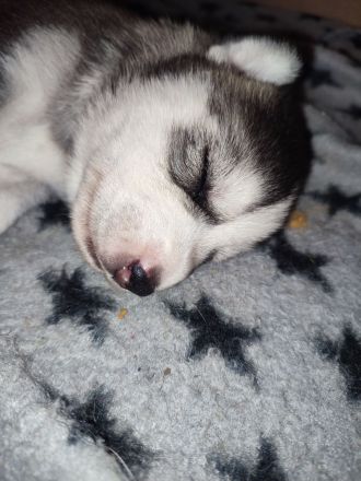 Siberian Husky Welpen