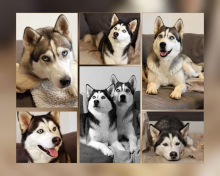 Siberian Husky Welpen