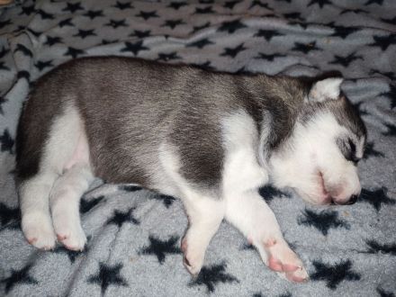 Siberian Husky Welpen