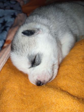 Siberian Husky Welpen