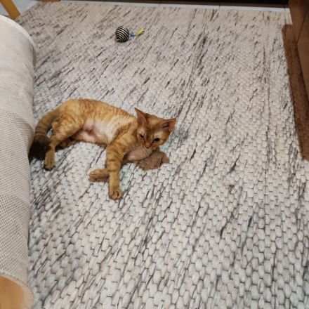 Devon Rex reinrassig mit Stammbaum Haustierpass Mädchen 4 Jahre kastriert absolut liebevolles Wesen