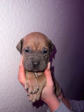 Süße Cane Corso Italiano Weibchen