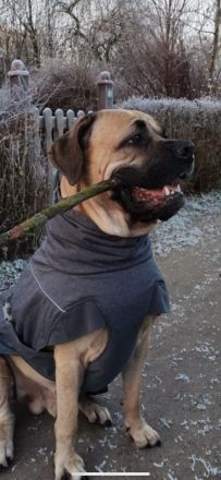 Süße Cane Corso Italiano Weibchen