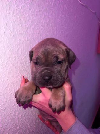 Süße Cane Corso Italiano Weibchen