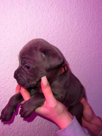 Süße Cane Corso Italiano Weibchen
