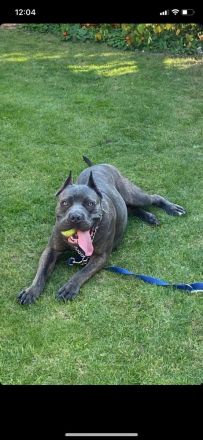 Süße Cane Corso Italiano Weibchen