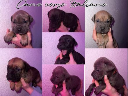 Süße Cane Corso Italiano Weibchen