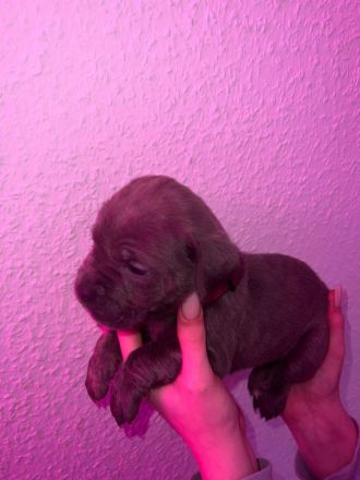 Süße Cane Corso Italiano Weibchen