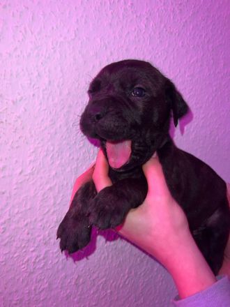 Süße Cane Corso Italiano Weibchen