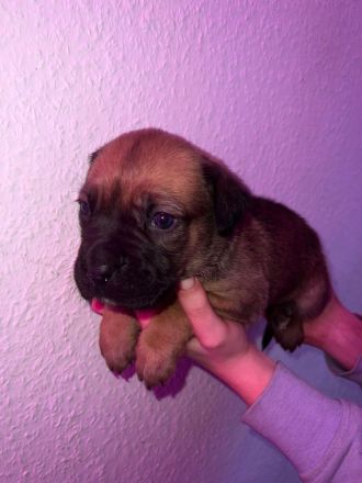 Süße Cane Corso Italiano Weibchen