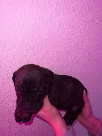 Süße Cane Corso Italiano Weibchen