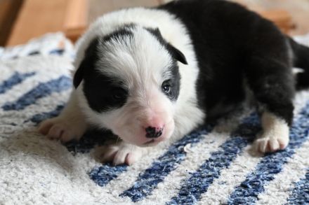 Bordercollie Welpen reinrassig