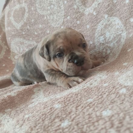 American Bully Welpen