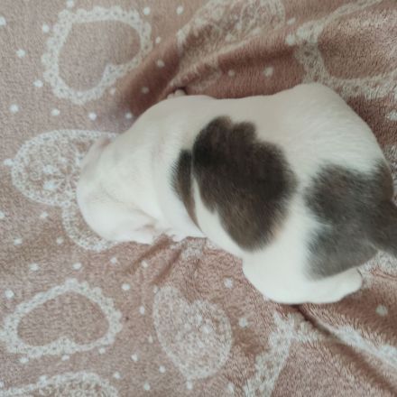 American Bully Welpen