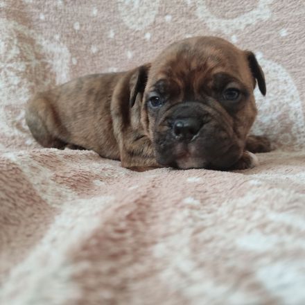 American Bully Welpen