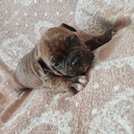 American Bully Welpen