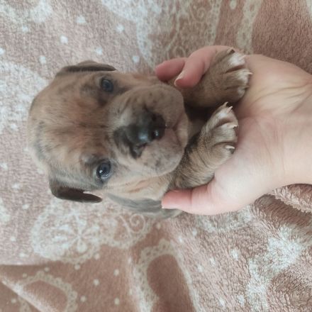 American Bully Welpen