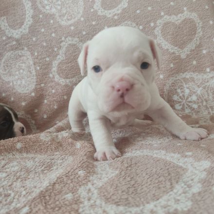 American Bully Welpen
