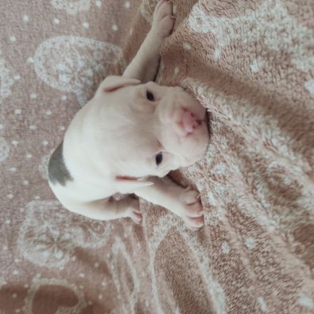 American Bully Welpen