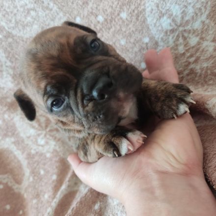 American Bully Welpen