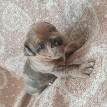 American Bully Welpen