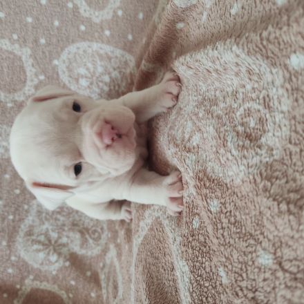 American Bully Welpen