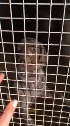 Zar verzweifelt im Canile! Dringend Zuhause gesucht