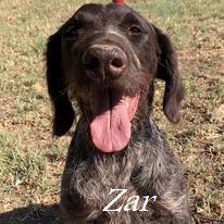 Zar verzweifelt im Canile! Dringend Zuhause gesucht