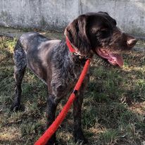 Zar verzweifelt im Canile! Dringend Zuhause gesucht