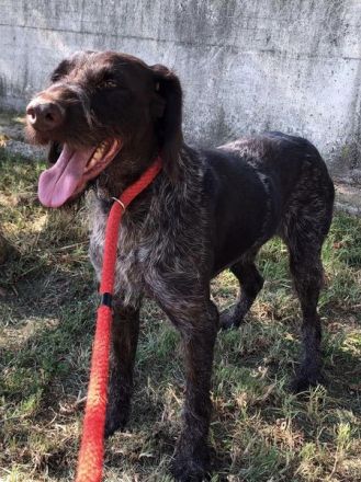 Zar verzweifelt im Canile! Dringend Zuhause gesucht