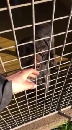 Zar verzweifelt im Canile! Dringend Zuhause gesucht