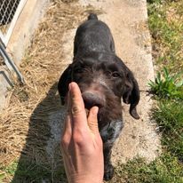 Zar verzweifelt im Canile! Dringend Zuhause gesucht