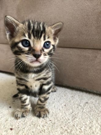 Bengalische Kätzchen mit Stammbaum zu verkaufen.