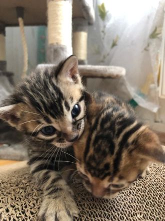 Bengalische Kätzchen mit Stammbaum zu verkaufen.