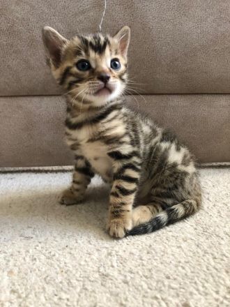 Bengalische Kätzchen mit Stammbaum zu verkaufen.
