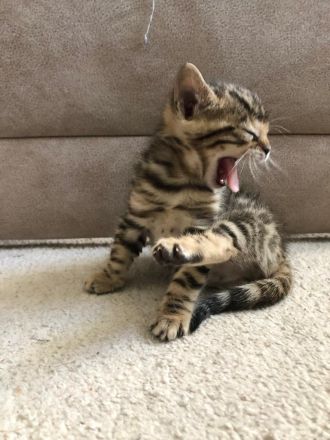 Bengalische Kätzchen mit Stammbaum zu verkaufen.
