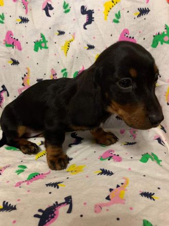 Dackel welpen
