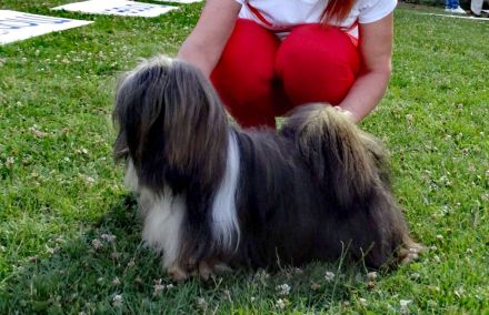 Lhasa Apso
