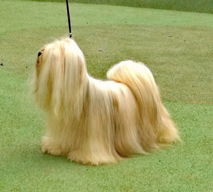 Lhasa Apso