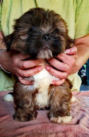 Lhasa Apso