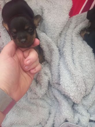 Jack Russell Mix Welpen