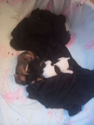 Jack Russell Mix Welpen