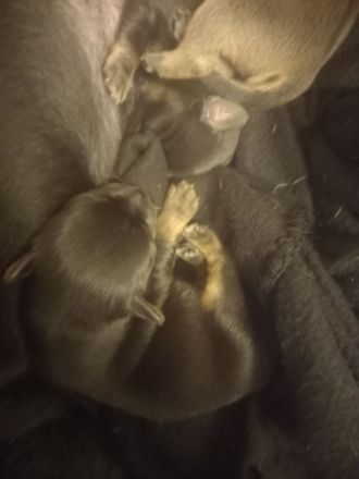 Jack Russell Mix Welpen