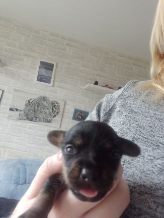 Jack Russell Mix Welpen