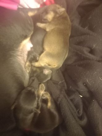 Jack Russell Mix Welpen