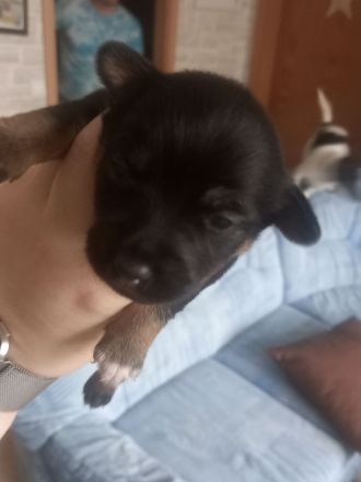 Jack Russell Mix Welpen