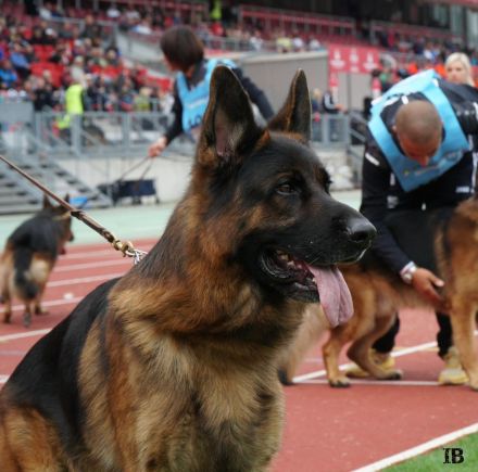Deutscher Schäferhund Welpen