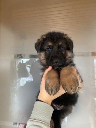 Deutscher Schäferhund Welpen